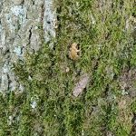Frosch