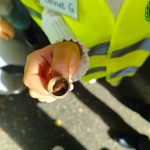 Schnecke